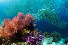 Massa-Lubrense Sorrento-Coast Amalfi-Coast Il Pozzo gallery 053 1640849148